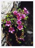 Saxifraga oppositifolia * Purple Saxifrage - Ben Lui - June 1990 * 3893 x 5489 * (6.21MB)